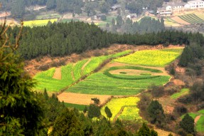 南部縣首屆菜花節開幕活動